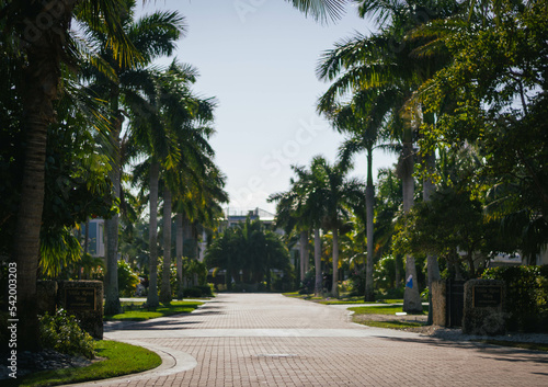 palm trees on the street © Alexa