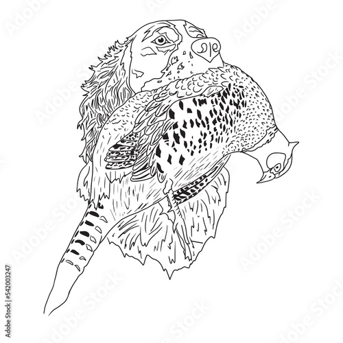 English springer spaniel line vector illustration black white coloring page book