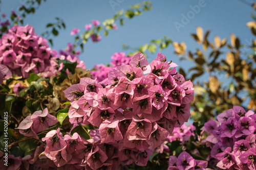 colorful variety of flowers in a public park during a sunny day with blue sky background