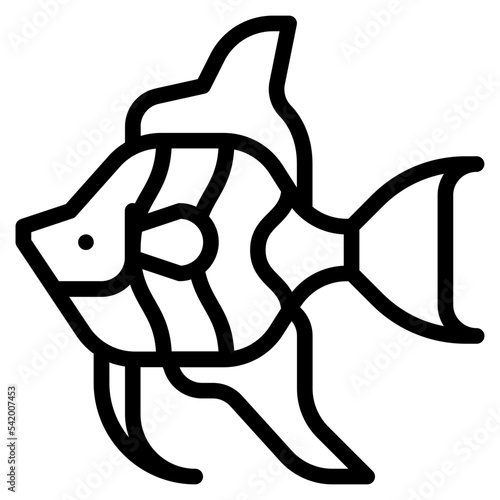 angelfish sea animal