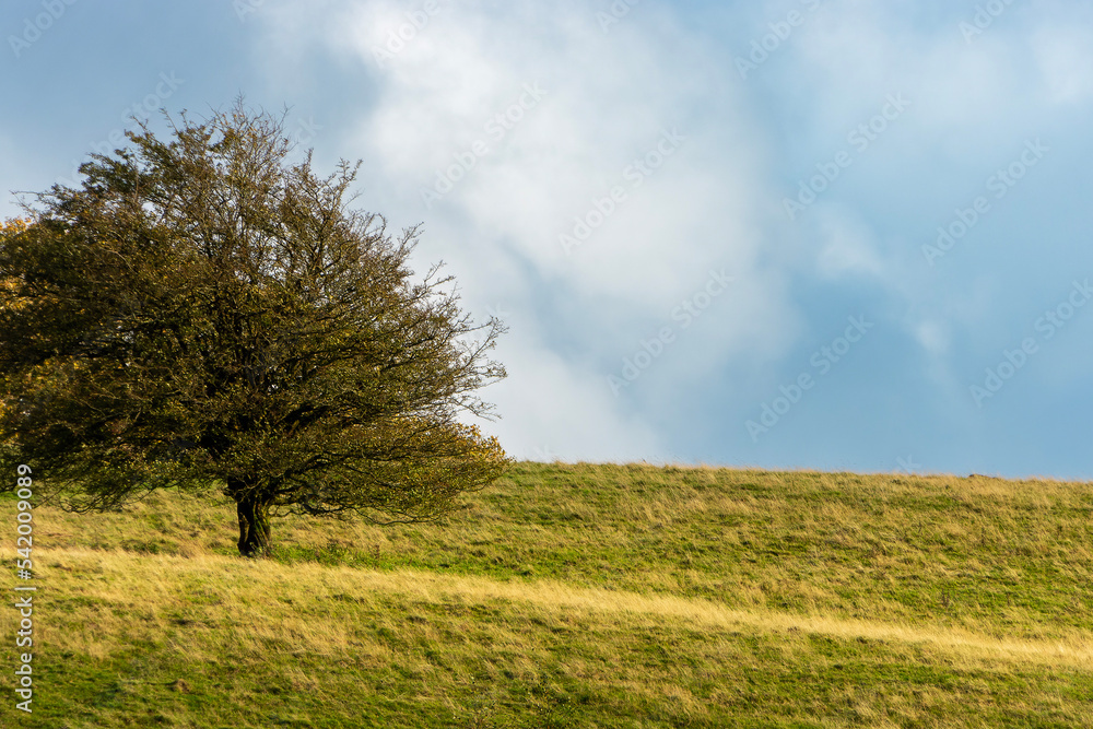 Tree on a Welsh hill at the beginning of winter.