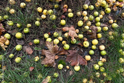 Apples fell to the ground in the autumn garden. Autumn harvest. natural texture