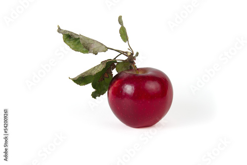 Dark red apple with dry green twig and leaf on white background