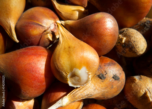 Beautiful photo with tulip  Bulbs   close-up Beautiful photo  for flower farm, flower market, shop. Selective focus  Gardening and agriculture. Hobby.