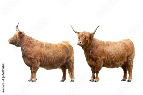 two higland cattle isolated on white background photo