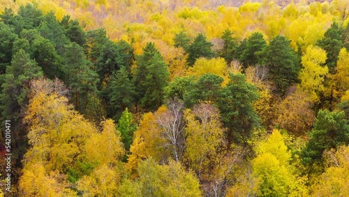 Aerial view of autumn forest with colorful trees. Trees with bright yellow and green foliage. Mixed forest in autumn.