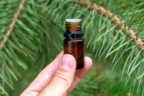 Pine essential oil. A dark glass bottle with essential oil in the hand against the background of pine branches. natural essential oils photo