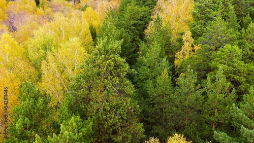 Aerial view of autumn forest with colorful trees. Trees with bright yellow and green foliage. Mixed forest in autumn.