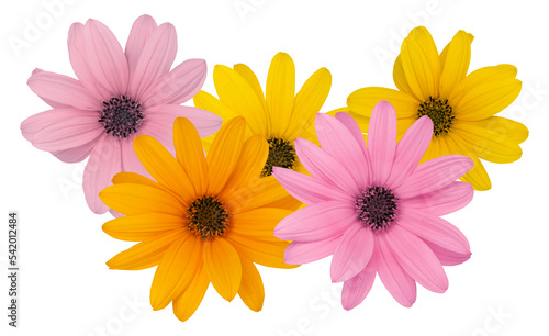 composition with colored flower for spring or background