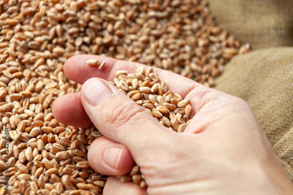 Wheat grains in hands of a farmer. Close up of grain for bread, global food crisis concept due to Russia war against Ukraine. Food and Agriculture Organization Wheat grains in hands of a farmer. Close up of grain for bread, global food crisis concept due to Russia war against Ukraine. Food and Agriculture Organization