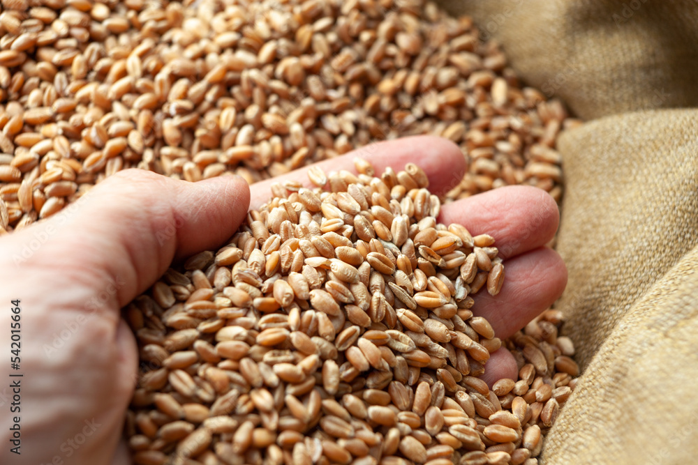 Wheat grains in hands of a farmer. Close up of grain for bread, global food crisis concept due to Russia war against Ukraine. Food and Agriculture Organization Wheat grains in hands of a farmer. Close up of grain for bread, global food crisis concept due to Russia war against Ukraine. Food and Agriculture Organization