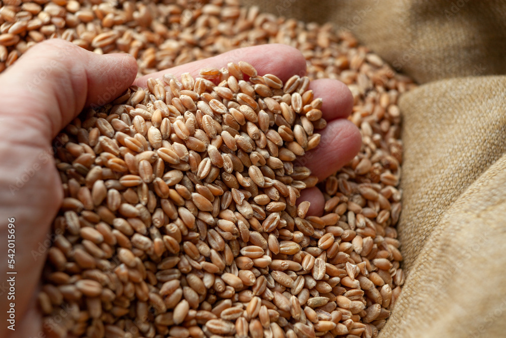 Wheat grains in hands of a farmer. Close up of grain for bread, global food crisis concept due to Russia war against Ukraine. Food and Agriculture Organization Wheat grains in hands of a farmer. Close up of grain for bread, global food crisis concept due to Russia war against Ukraine. Food and Agriculture Organization