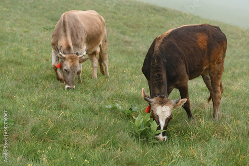 Cows with bells around their necks graze on Ukrainian fields and mountains.