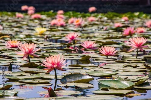 Lotus at Maya devi temple the birth place of lord gautam buddha in lumbini, nepal photo