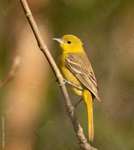 Female, yellow Baltimore Oriole bird perched on a tree branch