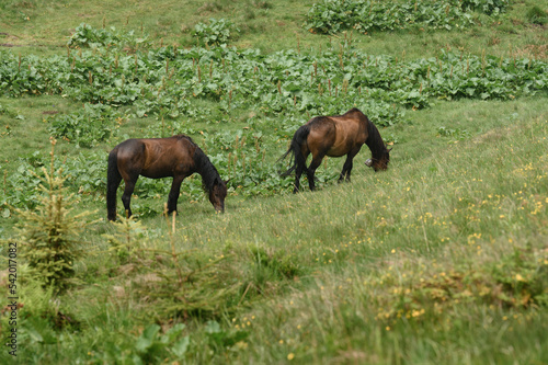 Domesticated mountain horses on farms in the mountains. © Niko_Dali