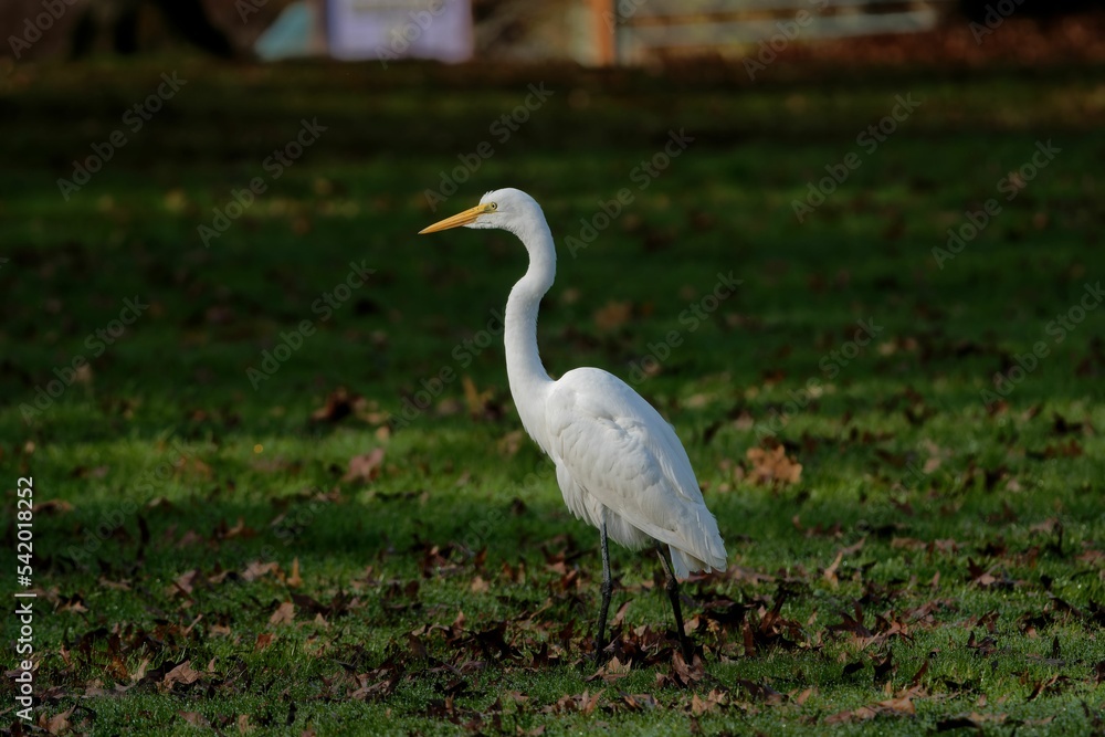 Fototapeta premium Adorable Eastern great egret wandering on green grass in the park