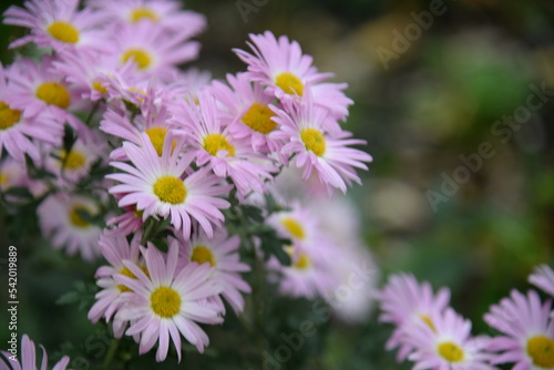 pink fluffy daisies  chrysanthemum flowers on a green background Beautiful pink chrysanthemums close-up in aster Astra tall perennial  new english texture gradient purple flower