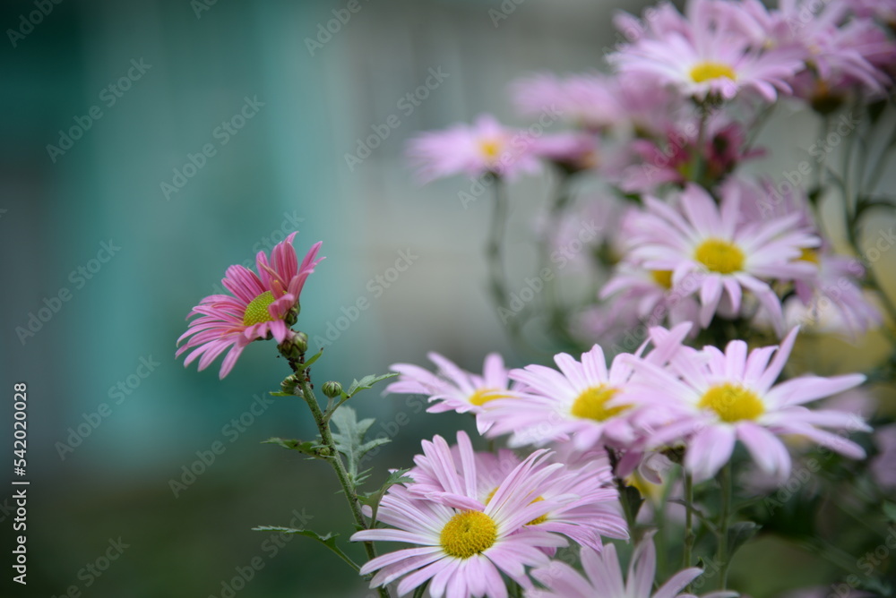 pink fluffy daisies, chrysanthemum flowers on a green background Beautiful pink chrysanthemums close-up in aster Astra tall perennial, new english texture gradient purple flower pink fluffy daisies, chrysanthemum flowers on a green background Beautiful pink chrysanthemums close-up in aster Astra tall perennial, new english texture gradient purple flower