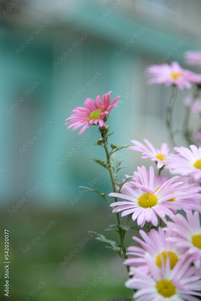 pink fluffy daisies, chrysanthemum flowers on a green background Beautiful pink chrysanthemums close-up in aster Astra tall perennial, new english texture gradient purple flower pink fluffy daisies, chrysanthemum flowers on a green background Beautiful pink chrysanthemums close-up in aster Astra tall perennial, new english texture gradient purple flower