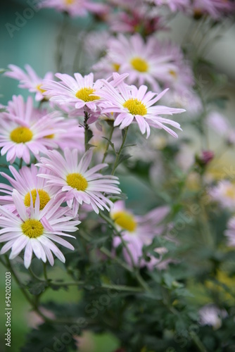 pink fluffy daisies  chrysanthemum flowers on a green background Beautiful pink chrysanthemums close-up in aster Astra tall perennial  new english texture gradient purple flower