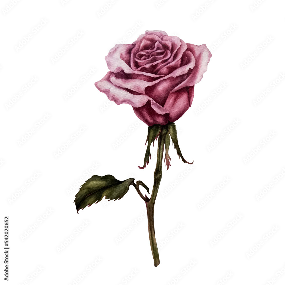 Watercolor pink roses and green leaves made in the technique of botanical illustrations. Design for Valentine's Day, wedding, mother's day, birthday, stickers. Elements isolated on white background. Watercolor pink roses and green leaves made in the technique of botanical illustrations. Design for Valentine's Day, wedding, mother's day, birthday, stickers. Elements isolated on white background.