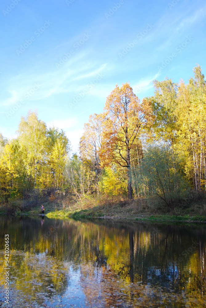 Forest lake in late autumn. Trees stand without leaves. Cloudy. The sun illuminates the transparent trees. Ducks swim on the lake.