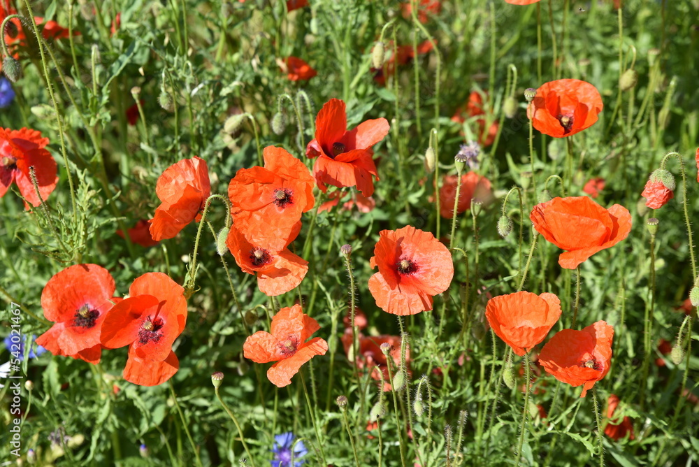 Fototapeta premium Coquelicots rouges au jardin au printemps