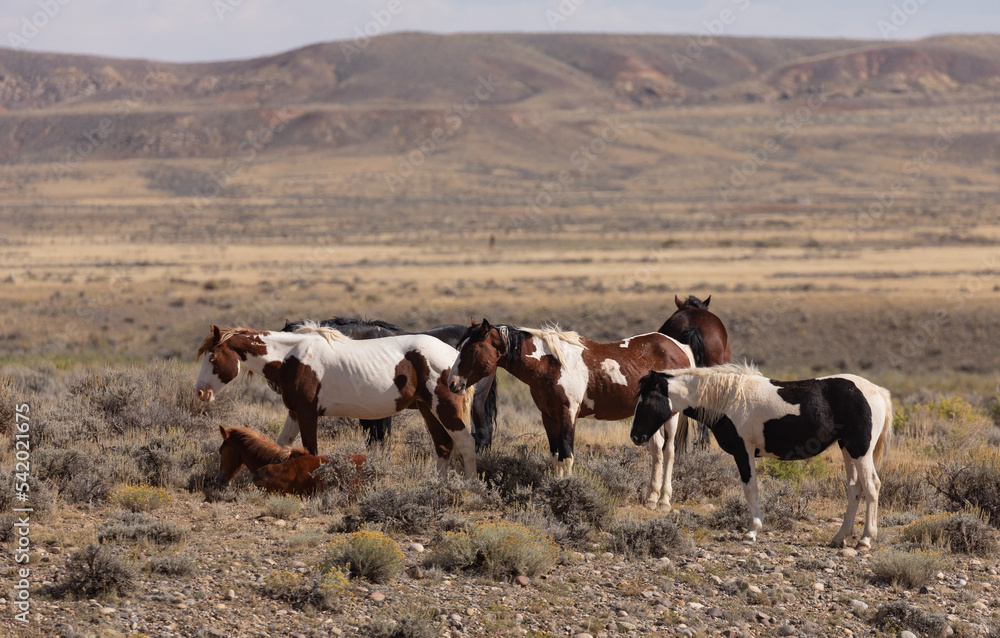 Wild Horses in the Wyoming Desert