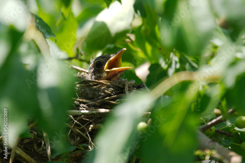 newborn bird hatchling in the nest