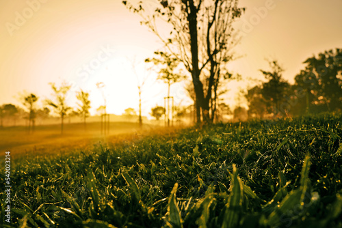 Fototapeta Naklejka Na Ścianę i Meble -  Close up of green grass with rising sun in background