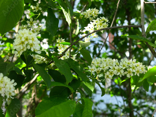bird cherry blossoms in May, white inflorescences on the branches
