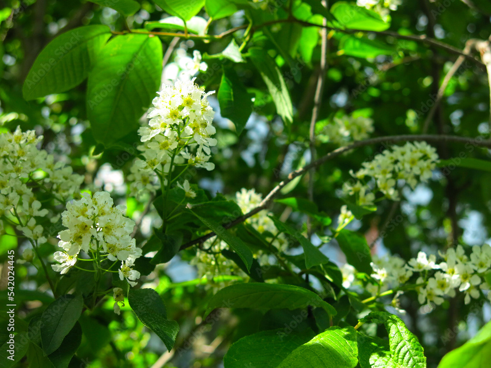 Obraz premium bird cherry blossoms in May, white inflorescences on the branches