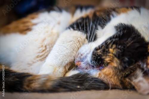 Closeup ground level view portrait of one sleepy sleeping calico cat on side lying down on carpet floor in house home room