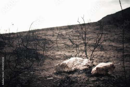Burnt landscape after a fire.
 photo