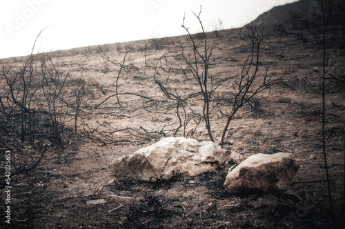 Burnt landscape after a fire.
 photo