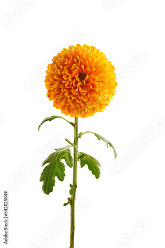 Fototapeta Naklejka Na Ścianę i Meble -  Orange chrysanthemum flower isolated on white background.