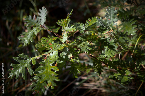 Quercus pyrenaica. 