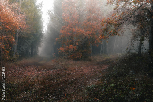 Autumn landscape in a foggy morning, Araba - Alava, Basque Country 