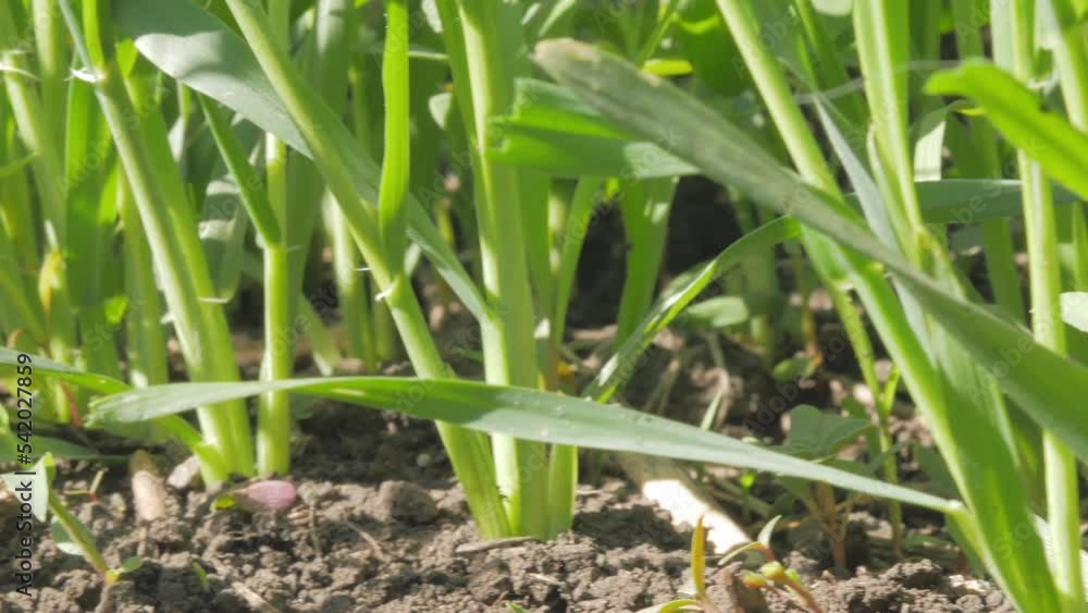 The root part of a young grass or wheat swinging in the wind, plants grow in a row on a bed. Sowing and cultivation of grain crops. The root part of a young grass or wheat swinging in the wind, plants grow in a row on a bed. Sowing and cultivation of grain crops.