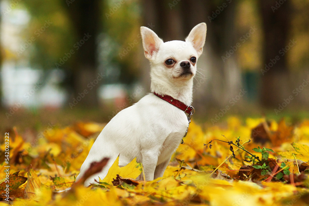 chihuahua on autumn leaves