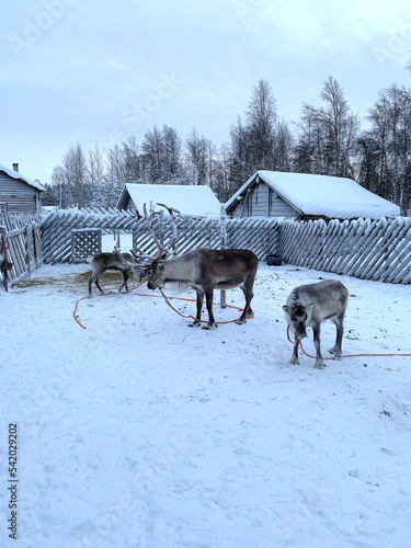 Fototapeta Naklejka Na Ścianę i Meble -  Reindeer herd on sunny winter day, Lapland, Northern Finland, Lapinkyla resort, traditionally tourism, ride safari with snow Finnish Arctic north pole, active tourism, Fun with Norway Saami animals