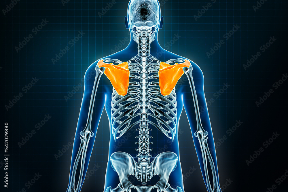 Scapula bone or shoulder blades xray posterior view. Osteology of the