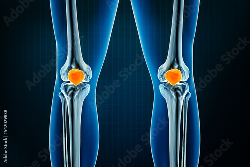 Patella or kneecap bone x-ray front or anterior view. Osteology of the human skeleton, leg or lower limb bones 3D rendering illustration. Anatomy, medical, science, biology, healthcare concepts.