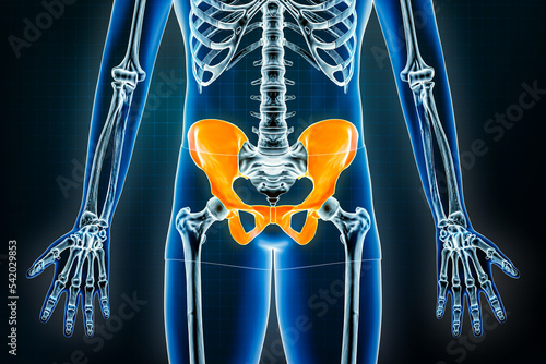 Pelvis x-ray front or anterior view. Osteology of the human skeleton, pelvic girdle bones 3D rendering illustration. Anatomy, medical, science, biology, healthcare concepts. photo