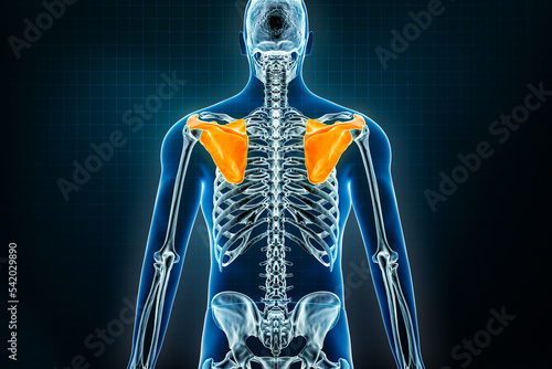 Scapula bone or shoulder blades x-ray posterior view. Osteology of the human skeleton 3D rendering illustration. Anatomy, medical, science, biology, healthcare concepts.