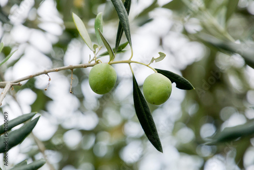 Olives in Istria, Croatia