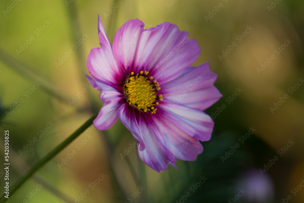 Cosmos flower in the garden