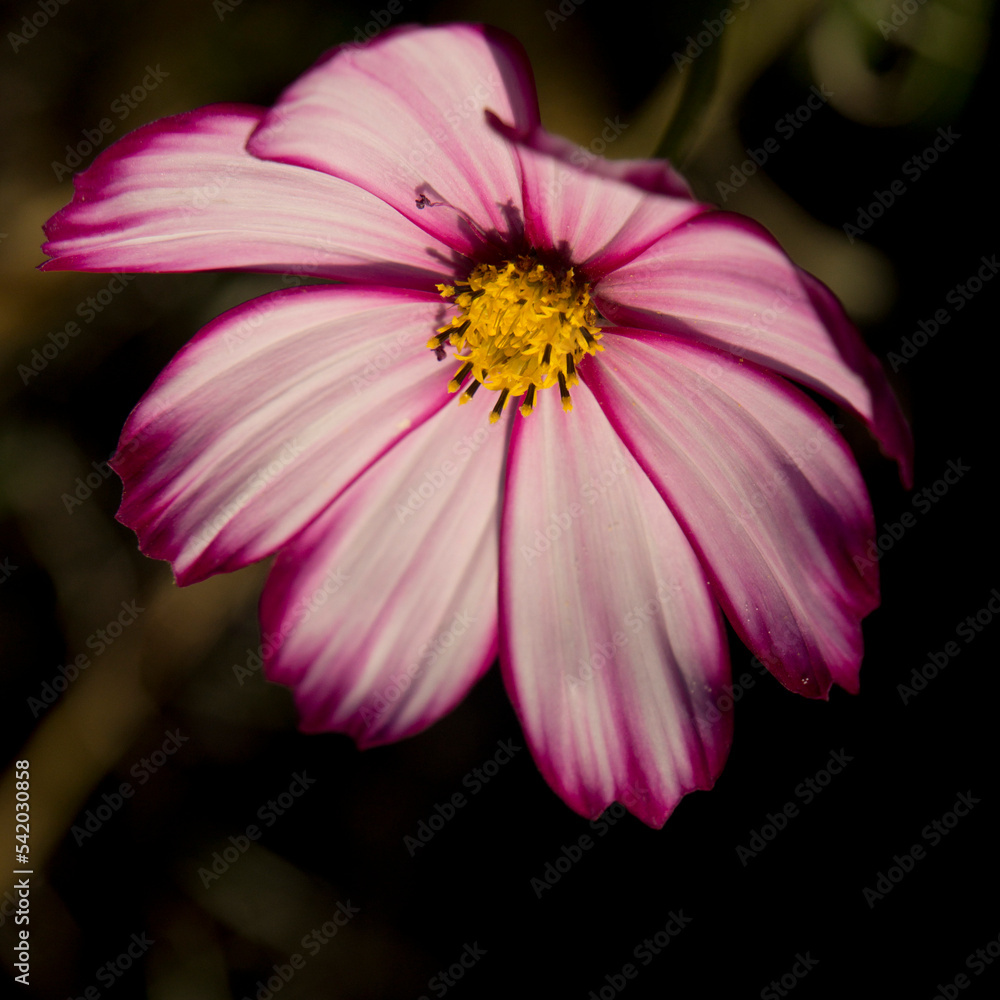 Cosmos flower in the garden