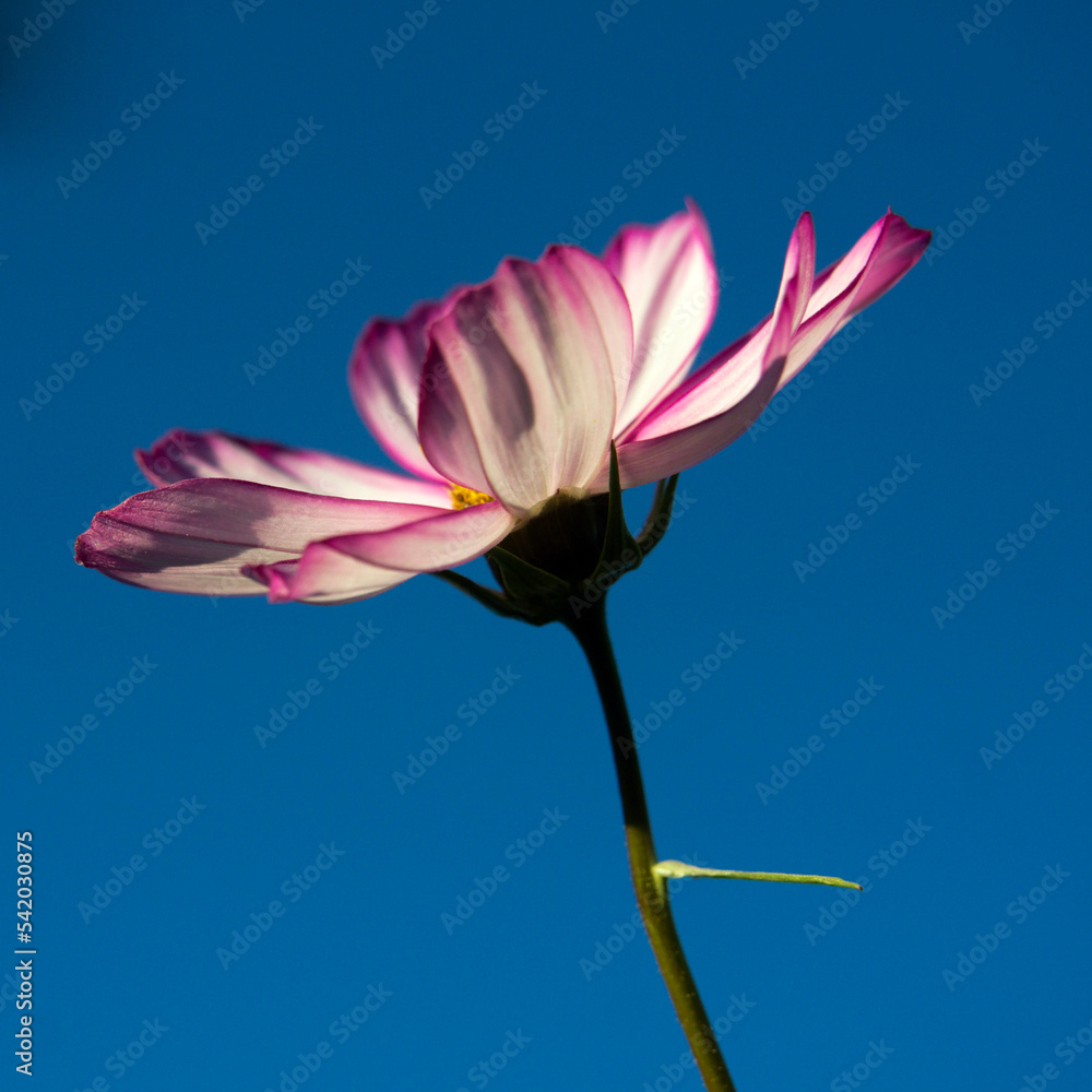 Cosmos flower in the garden